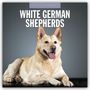 White German Shepherds - Weißer Deutscher Schäferhund 2025 - 16-Monatskalender, Kalender