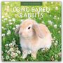 Robin Red: Long Eared Rabbits - Langohrhasen 2026 - 16-Monatskalender, KAL