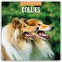 Robin Red: Collies - Collie 2026 - 16-Monatskalender, KAL