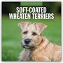 Red Robin: Soft-coated Wheaten Terriers 2026 Square Wall Calendar, Buch