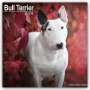 Avonside Publishing Ltd: Bull Terrier - Bull Terrier 2024 - 16-Monatskalender, Kalender