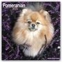 Avonside Publishing Ltd: Pomeranians - Zwergspitze 2024 - 16-Monatskalender, KAL