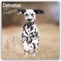 Avonside Publishing Ltd.: Dalmatian Puppies - Dalmatiner Welpen 2024 - 16-Monatskalender, KAL