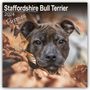 Avonside Publishing Ltd: Staffordshire Bull Terrier Puppies - Staffordshire Bull Terrier Welpen 2024 - 16-Monatskalender, KAL