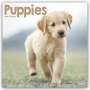 Avonside Publishing Ltd.: Puppies - Welpen 2024 16-Monatskalender, KAL
