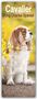 Avonside Publishing Ltd: Cavalier King Charles Spaniels 2024, Kalender