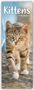 Avonside Publishing Ltd: Kittens - Kätzchen - Katzenbabys 2024, KAL