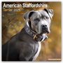 Avonside Publishing: American Staffordshire Terrier 2025 - 16-Monatskalender, Kalender