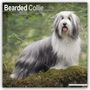 Avonside Publishing Ltd.: Bearded Collie 2025 - 16-Monatskalender, Kalender