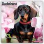 Avonside Publishing Ltd: Dachshund - Dackel 2025 - 16-Monatskalender, KAL