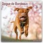 Avonside Publishing Ltd.: Dogue de Bordeaux - Bordeauxdoggen 2025 - 16-Monatskalender, Kalender