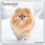Avonside Publishing Ltd: Pomeranians - Zwergspitz - Pomeranian Zwergspitz 2025 - 16-Monatskalender, KAL