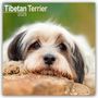 Avonside Publishing: Tibetan Terrier - Tibet Terrier 2025 - 16-Monatskalender, Kalender
