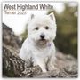 Avonside Publishing Ltd: West Highland White Terrier - Westies 2025 - 16-Monatskalender, Kalender
