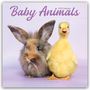 Avonside Publishing Ltd.: Baby Animals - Tierbabys 2025 - 16-Monatskalender, Kalender