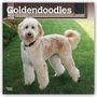 : Goldendoodles 2021 - 18-Monatskalender mit freier DogDays-App, KAL