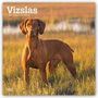 : Vizslas - Ungarische Vorstehhunde 2021 - 18-Monatskalender mit freier DogDays-App, KAL