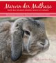 Angela Mayr: Marvin, der Muthase oder was Mümmelmänner wirklich mögen, Buch