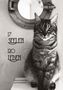 Texte: "17 Seelen, 120 Leben" und "Persönlichkeiten auf Samtpfoten". Eine Katze sitzt vor einem Bullauge., Buch