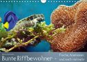 Bianca Schumann: Bunte Riffbewohner - Fische, Anemonen und noch viel mehr (Wandkalender immerwährend DIN A4 quer), KAL