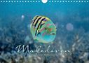 Clave Rodriguez Photography: Unterwasserwelt der Malediven II (Wandkalender 2020 DIN A4 quer), Diverse