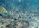 Clave Rodriguez Photography: Unterwasserwelt der Malediven IV (Wandkalender 2020 DIN A2 quer), Div.