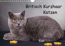 Gabriela Wejat-Zaretzke: Britisch Kurzhaar Katzen (Wandkalender 2021 DIN A4 quer), KAL