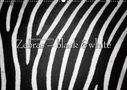 Ingo Gerlach GDT: Emotionale Momente: Zebras - black & white. (Wandkalender 2021 DIN A2 quer), KAL