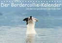 Kathrin Köntopp: Der Bordercollie-Kalender (Tischkalender 2021 DIN A5 quer), KAL