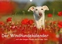 Kathrin Köntopp: Der Windhundekalender (Wandkalender 2021 DIN A3 quer), KAL