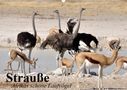 Elisabeth Stanzer: Strauße. Afrikas schöne Laufvögel (Wandkalender 2021 DIN A2 quer), KAL