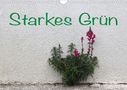 Maria Reichenauer: Starkes Grün (Wandkalender 2021 DIN A4 quer), KAL