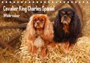 Petra Wegner: Whole-colour Cavalier King Charles Spaniel (Tischkalender 2021 DIN A5 quer), KAL