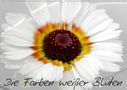 Birgit Knodt: Die Farben weißer Blüten (Wandkalender 2021 DIN A2 quer), KAL