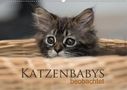 Christiane Calmbacher: Katzenbabys beobachtet (Wandkalender 2021 DIN A2 quer), KAL