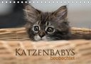 Christiane Calmbacher: Katzenbabys beobachtet (Tischkalender 2021 DIN A5 quer), KAL