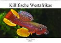 Rudolf Pohlmann: Killifische Westafrikas (Wandkalender 2021 DIN A2 quer), KAL