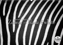 Ingo Gerlach GDT: Emotionale Momente: Zebras - black and white. (Wandkalender 2021 DIN A2 quer), KAL