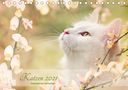 Janice Pohle: Katzen 2021 Bezaubernde Samtpfoten (Tischkalender 2021 DIN A5 quer), KAL