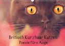 Janina Bürger Wabi-Sabi Tierfotografie: Britisch Kurzhaar Katzen - Poesie fürs Auge (Wandkalender 2021 DIN A3 quer), KAL