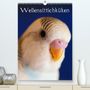 Björn Bergmann: Wellensittichküken (Premium, hochwertiger DIN A2 Wandkalender 2021, Kunstdruck in Hochglanz), KAL
