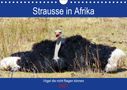 Barbara Fraatz: Strausse in Afrika (Wandkalender 2021 DIN A4 quer), KAL