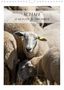 Stefanie Und Philipp Kellmann: Schafe - 12 Monate in der Herde (Wandkalender 2021 DIN A4 hoch), KAL