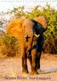 Bruno Pohl: Brunos Bilder: Süd-Luangwa (Wandkalender 2021 DIN A4 hoch), Kalender