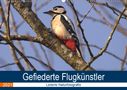 Kevin Andreas Lederle: Majestätische Vogelwelt (Wandkalender 2021 DIN A2 quer), KAL