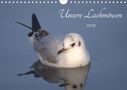 Kevin Andreas Lederle: Unsere Lachmöwen (Wandkalender 2021 DIN A4 quer), KAL