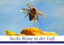 André Skonieczny: Sechs Beine in der Luft - Käfer im Flug (Wandkalender 2021 DIN A2 quer), KAL