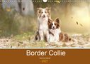 Andrea Mayer Tierfotografie: Border Collie - Bunt und clever! (Wandkalender 2021 DIN A3 quer), KAL