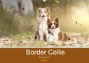 Andrea Mayer Tierfotografie: Border Collie - Bunt und clever! (Wandkalender 2021 DIN A2 quer), KAL