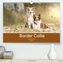 Andrea Mayer Tierfotografie: Border Collie - Bunt und clever! (Premium, hochwertiger DIN A2 Wandkalender 2021, Kunstdruck in Hochglanz), KAL
